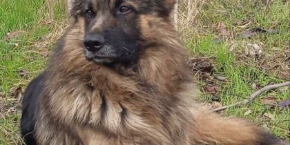 Пес Балбес спас российских бойцов от дрона-камикадзе ВСУ